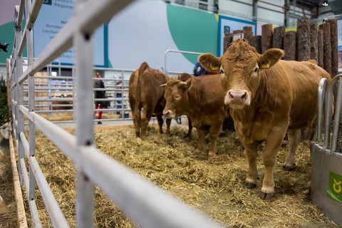 Cows in the animal hall at the Green Week at the exhibition center in Berlin on 16.01.2026. The