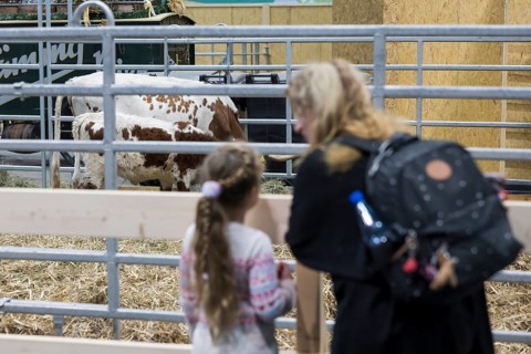 A mother and her daughter in front of a cowshed in the animal shed at the Green Week at the