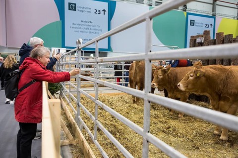 Visitors photograph cows in the animal hall during Green Week on the exhibition grounds in Berlin
