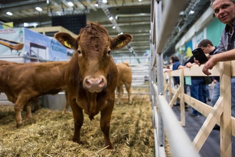 A cow in the animal hall at the Green Week at the exhibition center in Berlin on 16.01.2026. The