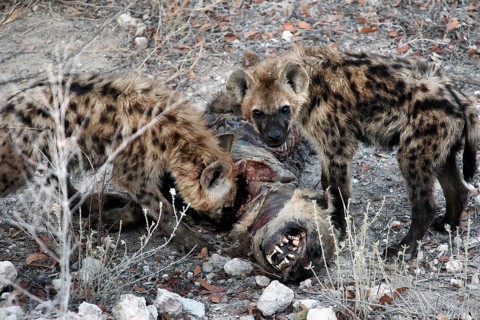 Two hyenas eat a carcass in Etosha National Park, Etosha National Park, Namibia