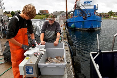 Fishermen process their catch at the harbour with a fishing boat in the background, Herrvik,