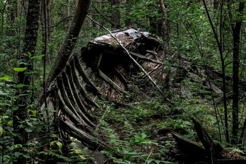 Dilapidated fishing boat surrounded by forest with visible ship ribs, Mazirbe, Latvia