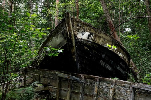 Old fishing boat wreck amidst thick vegetation in the forest, Mazirbe, Latvia