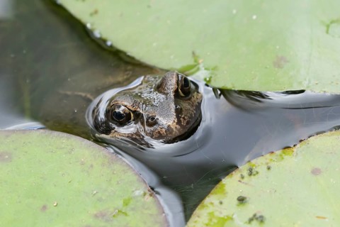 Common frog (Rana temporaria) adult amphibian on the water surface of a garden pond amongst water