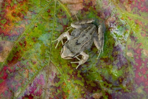 Common frog (Rana temporaria) juvenile baby froglet amphibian on an autumn colour leaf, England,