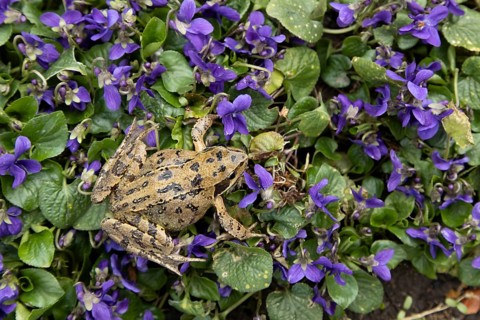 Common frog (Rana temporaria) adult amphibian on garden blue violet flowers in spring, England,