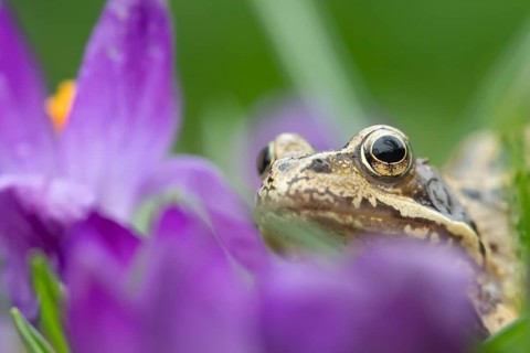 Common frog (Rana temporaria) adult amphibian amongst garden purple crocus flowers in spring,
