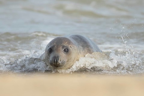 Atlantic grey seal (Halichoerus grypus) adult animal in the shallow water of a breaking wave of the