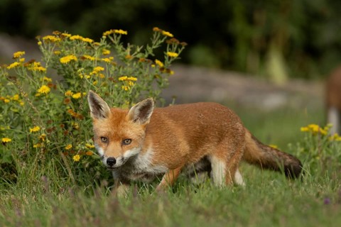 Red fox (Vulpes vulpes) juvenile baby cub animal in countryside grassland with wildflowers in