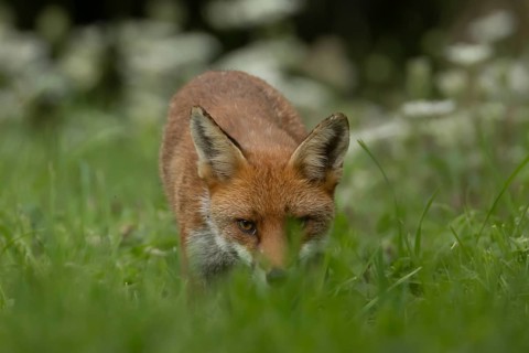 Red fox (Vulpes vulpes) adult animal hiding in countryside grassland, England, United Kingdom