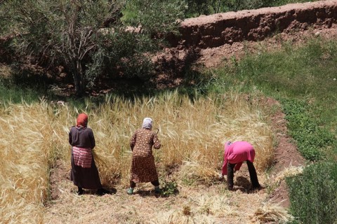 People harvest crops near Ksar Ait Benhaddou, surrounded by green countryside, Ait Benhaddou,
