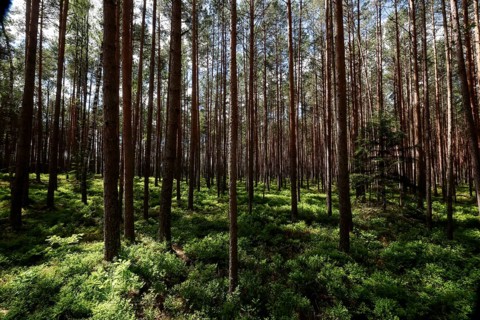Dense pine forest with sun rays falling through the thick canopy onto the green forest floor,