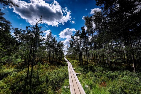 Wooden plank trail snakes through thick pine forest in green marshland, Kemeri National Park,