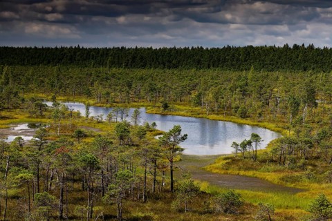 Marsh landscape in Kemeri National Park with lakes and trees, Kemeri National Park, Latvia