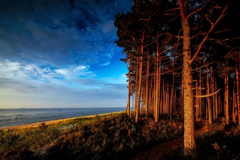 Wooded dunes on Kolka beach in sunset light, Kolka, Latvia