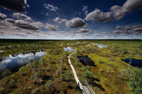 Wooden trail leads through green marshland with water areas under dramatic sky, Kemeri National