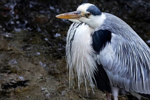 Grey heron on a canal in Kyoto, Okazaki, resting and surrounded by water, Kyoto, Japan