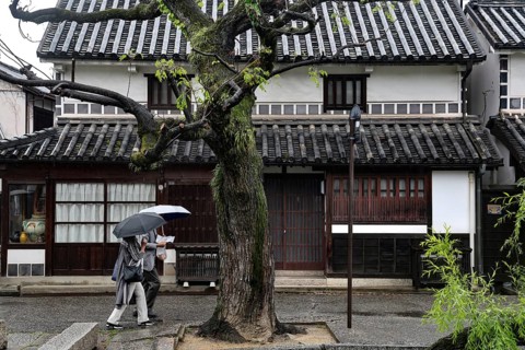 Rainy weather over a traditional street in Kurashiki with a big tree and umbrellas, Kurashiki,