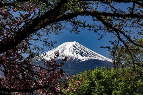 Snow-covered Fujiyama surrounded by blooming cherry trees in clear sky, Fujioshida, Japan