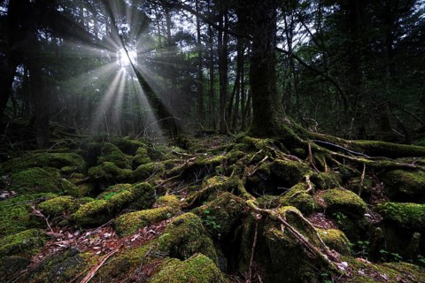Aokigahara forest with sunbeams shining through thick moss and trees