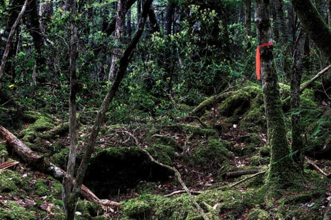 Aokigahara forest with thick undergrowth and moss-covered trees