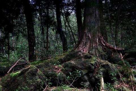 Intertwined tree roots in the dark Aokigahara forest create a mysterious atmosphere, Aokigahara,