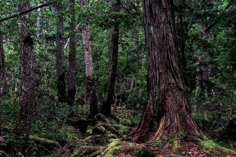 Dense forest with moss-covered trees in Aokigahara. Quiet and mysterious, Aokigahara, Japan