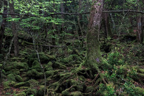 Dense forest with tangled roots and moss-covered trees in Aokigahara, Aokigahara, Japan