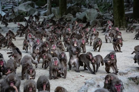 Many Japanese macaques gather to feed in a nature park, Beppu, Takasakiya Hill, Japan