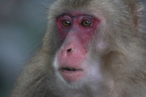 Close-up of a Japanese macaque with expressive face and red colored skin, Beppu, Takasakiya hill,