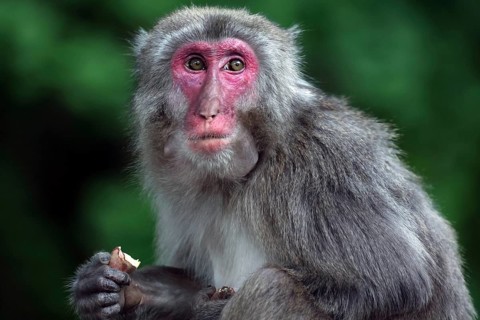 Japanese macaque sitting in natural habitat surrounded by green vegetation, Beppu, Takasakiya hill,