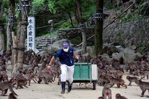 A man feeds a large group of Japanese macaques in a park, Beppu, Takasakiya hill, Japan