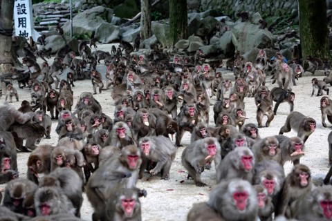 Large group of Japanese macaques feeding outdoors, Beppu, Takasakiya hill, Japan