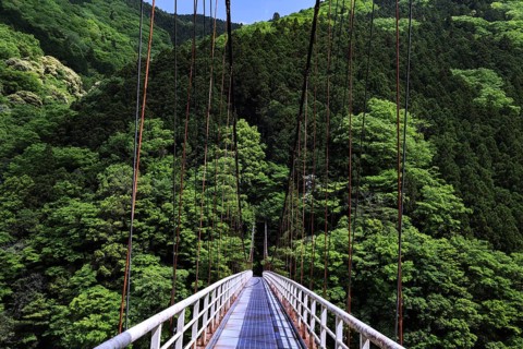Narrow suspension bridge leads through dense green forest in mountainous landscape, Iya, Japan