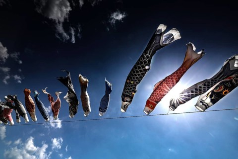 Carp windsocks blow in the blue sky for Children's Day, a colorful celebration, Kii Peninsula,