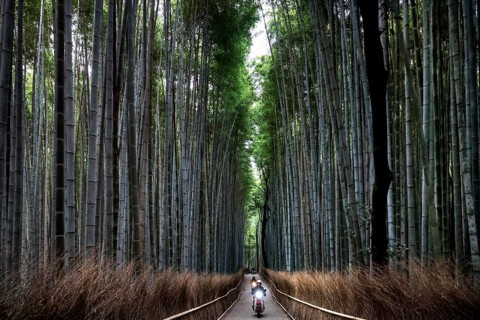 Straight path through the majestic Arashiyama bamboo forest with tall bamboo canes, Kyoto,