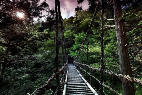 Suspension bridge that winds through thick forest