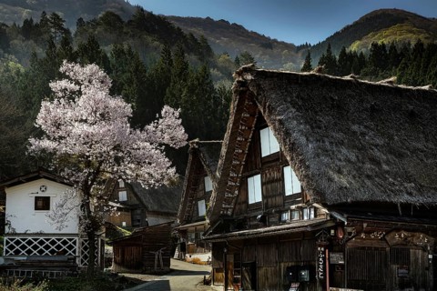 Mountain village with traditional houses and blooming cherry trees in spring, Shirakawa, Gifu,