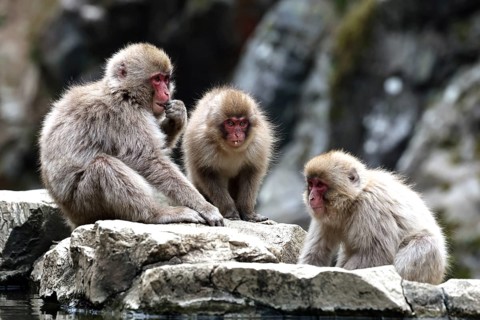 Three macaques sit grouped on rocks in monkey park, Yamanouchi, Japan