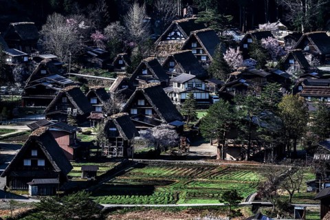Panorama of Shirakawa-go village with traditional Gassho roof houses in the green valley,