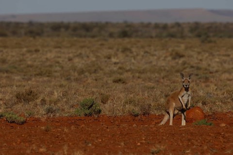 A red kangaroo stands in the vast landscape of the outback, South Australia, Australia