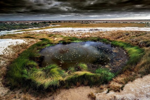 The bubbling artesian spring The Bubbler with surrounding vegetation, Mound Springs, South