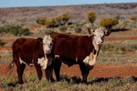 Two Hereford cattle stand in a vast landscape along the Oodnadatta Track, Oodnadatta Track, South