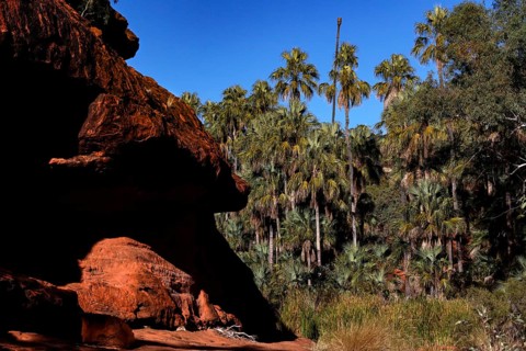 Red rocks and lush vegetation contrast dramatically under bright blue skies, Palm Valley, Northern