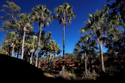 Tall umbrella palms with shimmering foliage under bright, steel-blue sky, Palm Valley, Northern