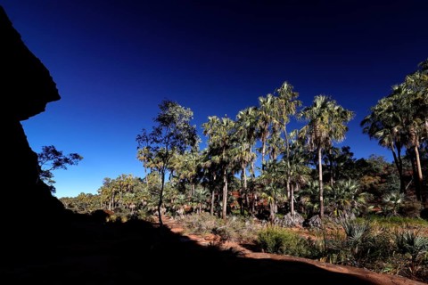 Red umbrella palms in Palm Valley under clear skies. Unique flora in the region, Palm Valley,