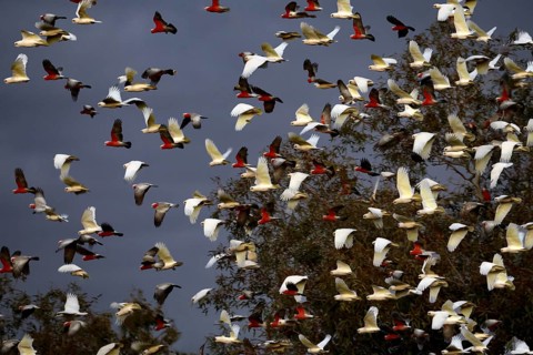 Swarm of naked eyed cockatoos fly across trees