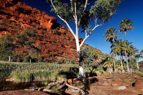 A eucalyptus tree against a red rock wall with palm trees in the background, Palm Valley, Northern
