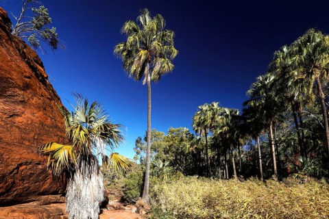 Tall red umbrella palms against rock walls in Palm Valley under bright blue sky, Palm Valley,